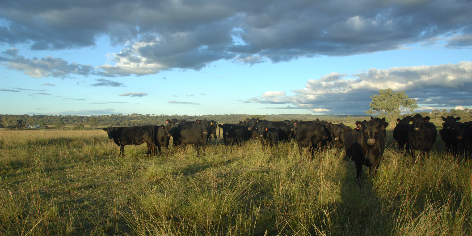A herd of cattle in Arrawatta pasture beneath a wide sky and evening clouds.