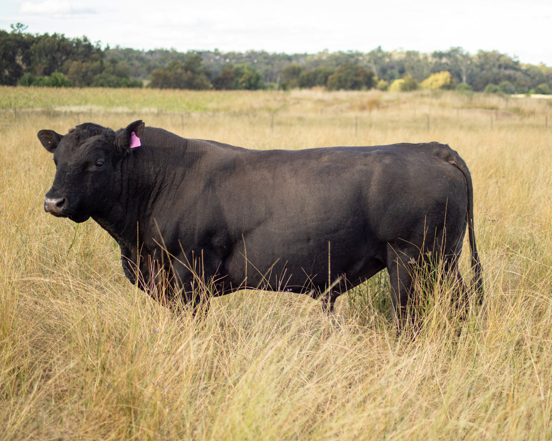 A black Native Angus animal standing broadside in golden pasture, with its body shape visible.