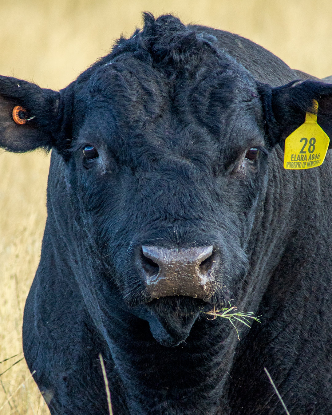 A close portrait of a black Native Angus animal, with a yellow numbered ear tag and grass at its mouth.