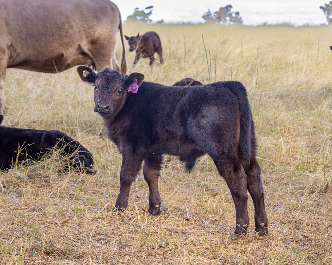 A young black calf standing in pasture, with other cattle behind it.