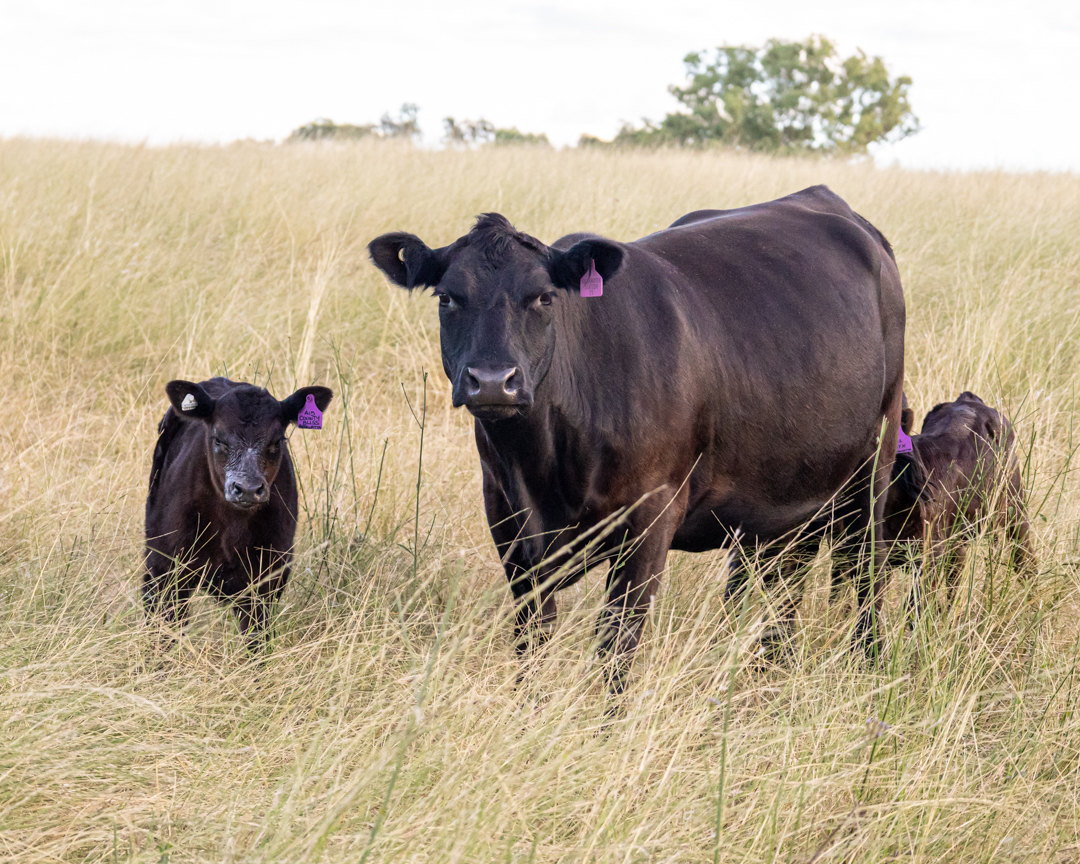 A black cow with calves standing and resting in tall Arrawatta pasture.