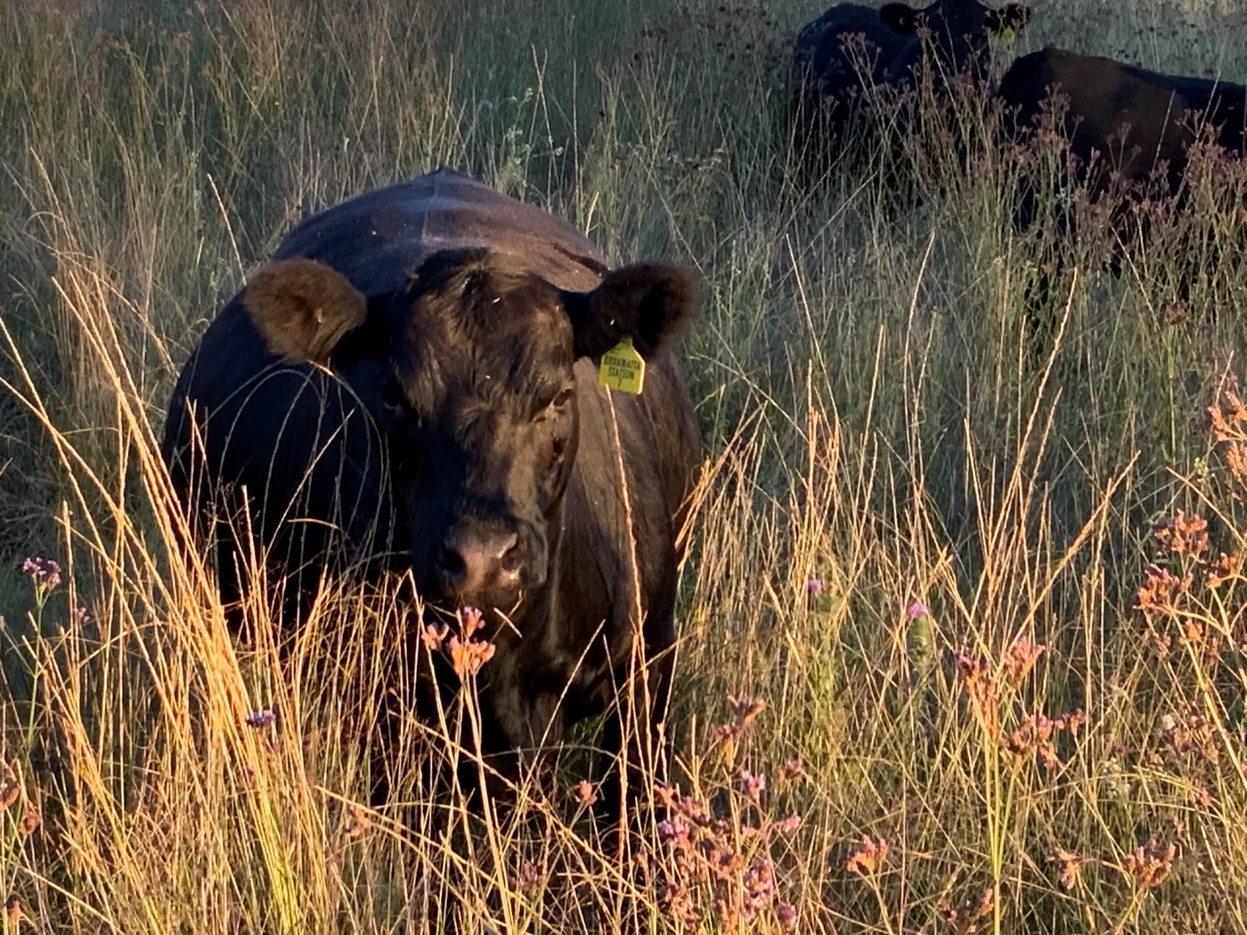 A Native Angus animal standing in tall pasture at Arrawatta, with the station name on its ear tag.