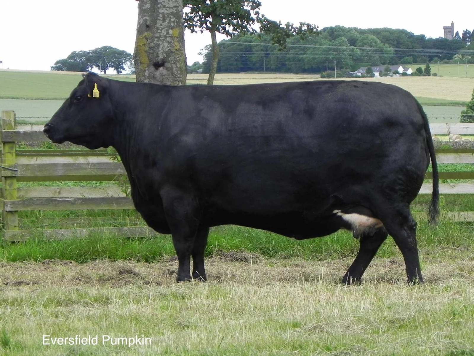 Eversfield Pumpkin, a black cow standing in profile in a grassy paddock beside a fence and trees.