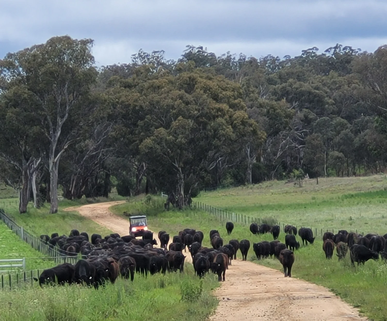 A mob of black cattle moves along a station track, with a farm vehicle behind them.