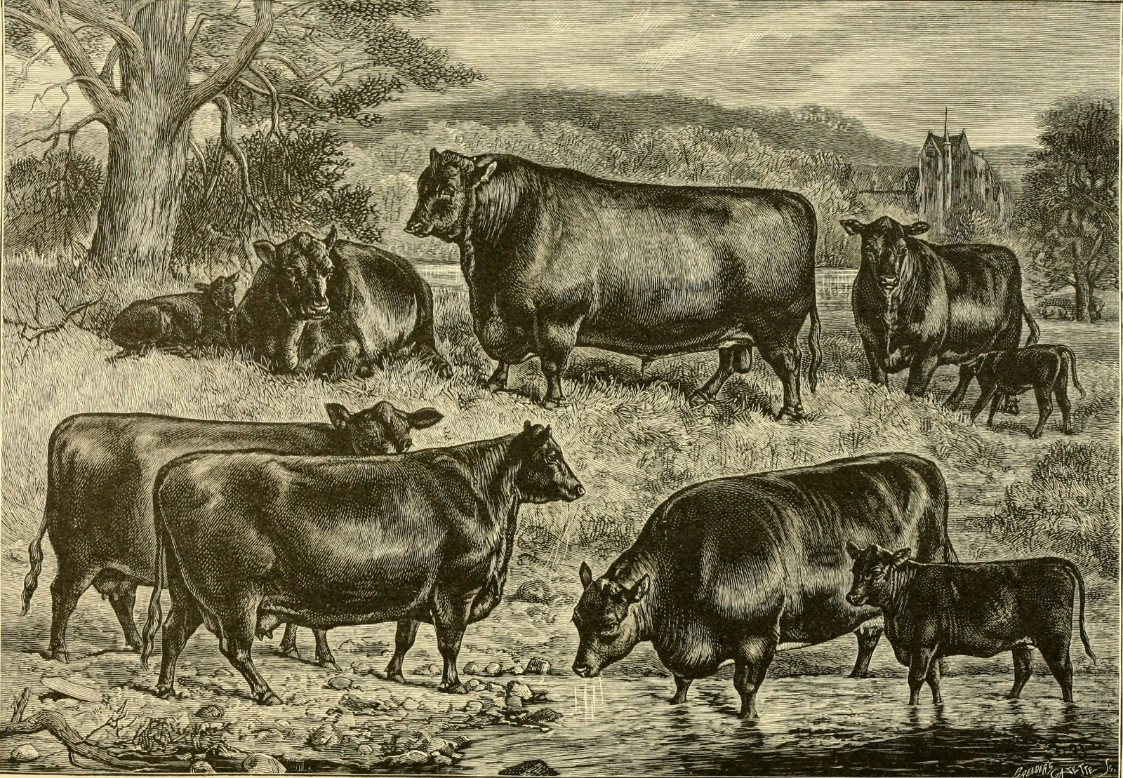 Historical engraving of Aberdeen Angus cows and calves in a wooded Scottish landscape.