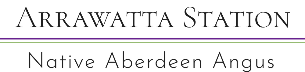 Arrawatta Station — Native Aberdeen Angus