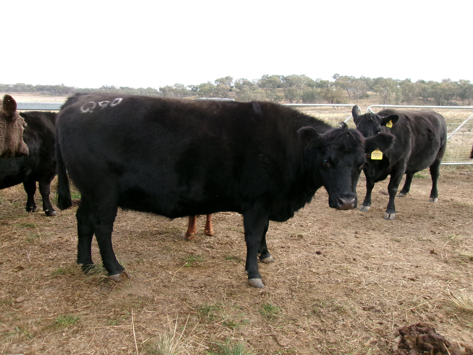 A black animal in the Arrawatta yards, with a white identification marking and an Arrawatta Station ear tag visible.