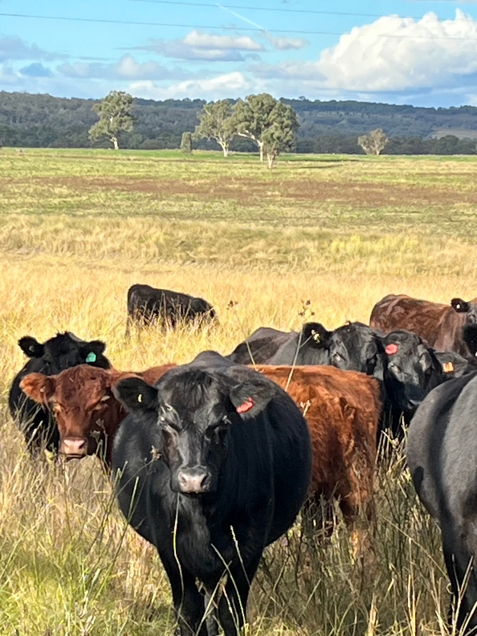 Cattle standing in tall golden pasture, with trees and green paddocks beyond.
