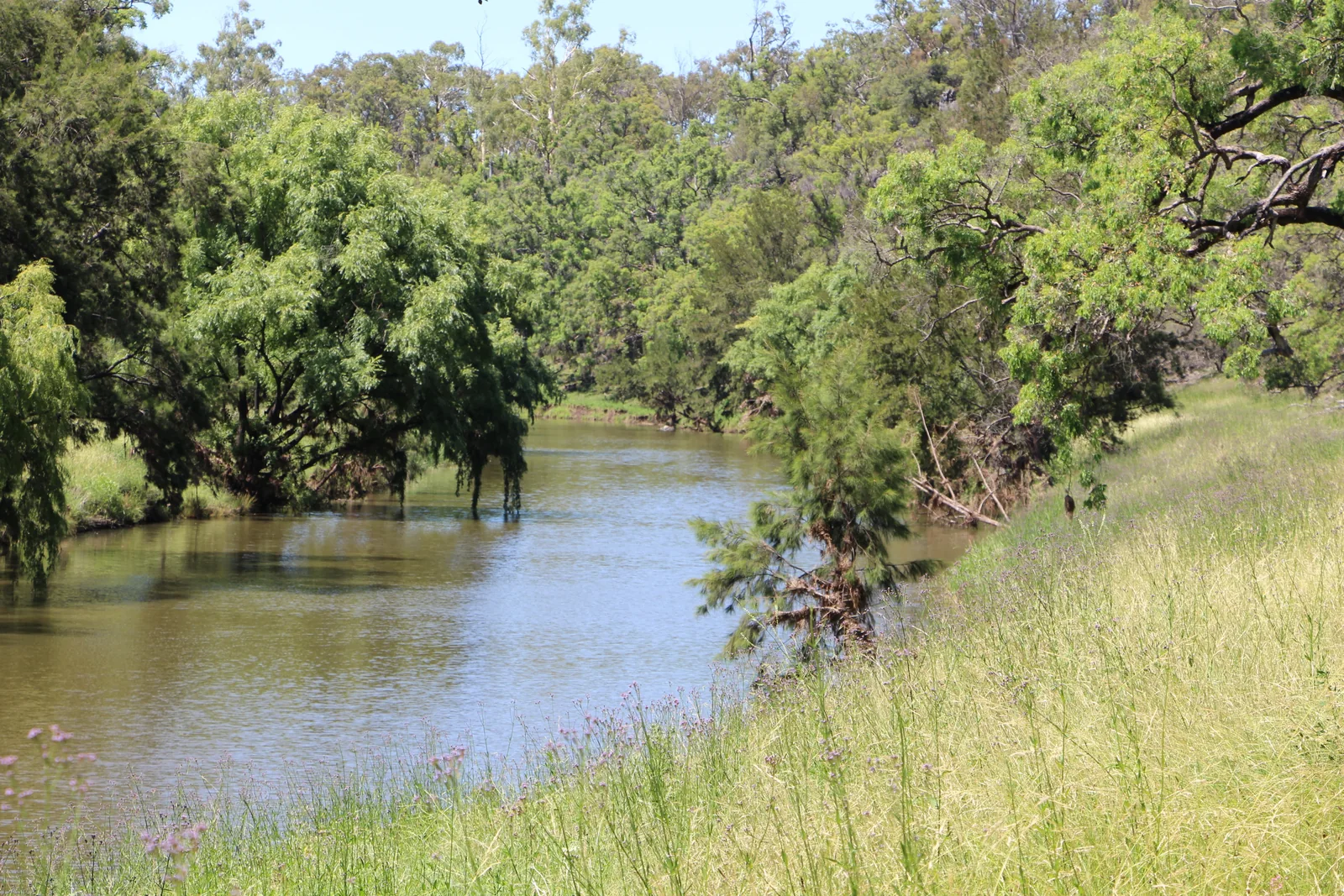 The Macintyre River at Arrawatta, bordered by trees and grassy banks.