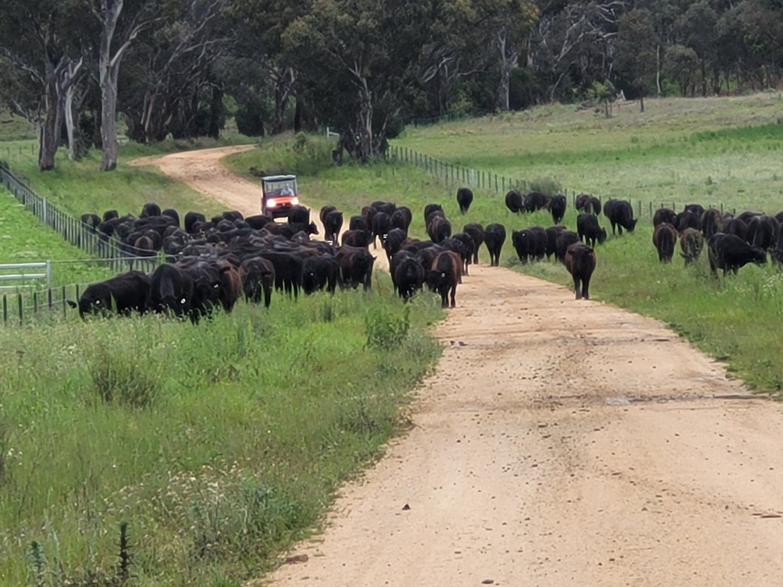 A herd of cattle along a fenced laneway, with a buggy behind them.