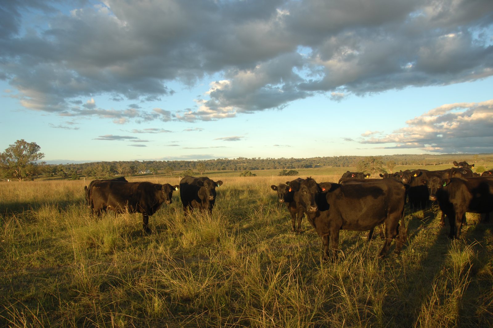 Cattle standing in tall pasture beneath an evening sky.