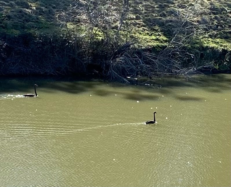 Two black swans swimming on the Macintyre River at Arrawatta, with a wooded bank behind them.