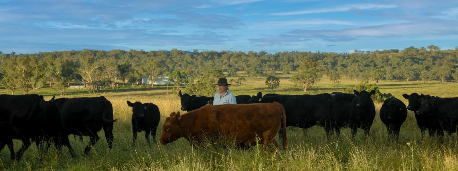 A person in a broad-brimmed hat among cattle in golden pasture, with trees and farm buildings beyond.
